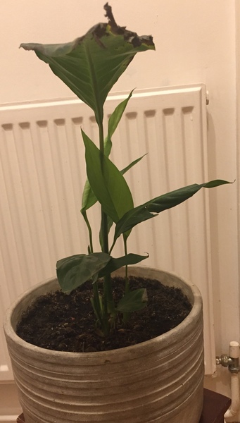 Thread for really fucking ugly houseplants
