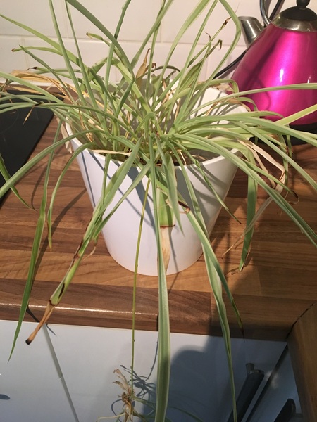 Thread for really fucking ugly houseplants
