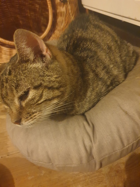 To think the vet/RSPCA are BU and what do i do now?