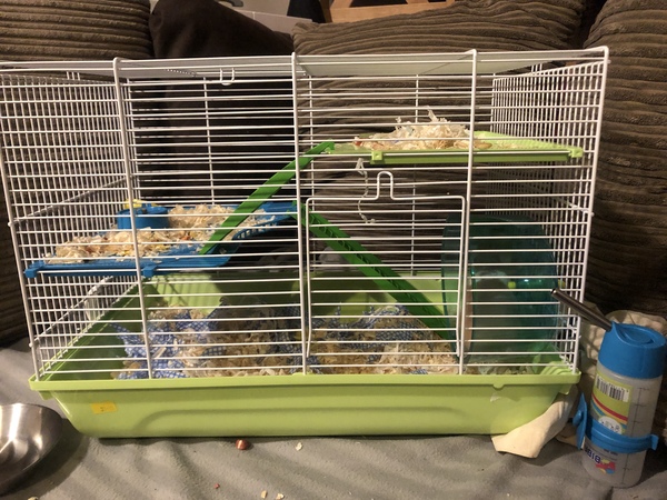 New hamster