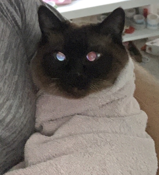 The 'Positive Mental Health' Corona virus thread Part III