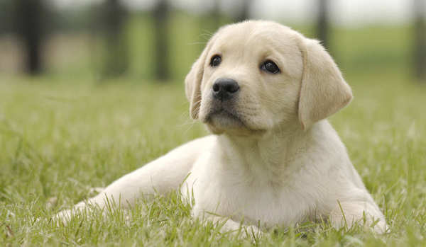 Dog's third eyelid showing