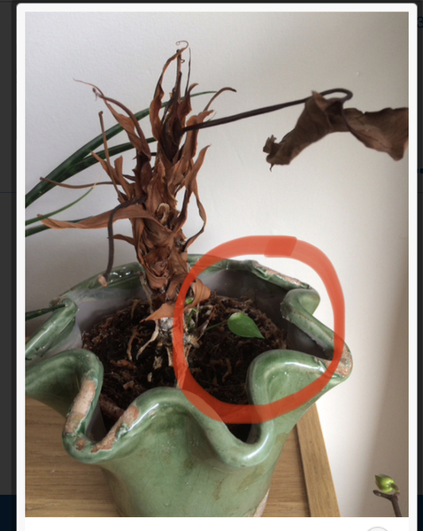 Thread for really fucking ugly houseplants