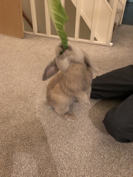 The 'Positive Mental Health' Corona virus thread Part III