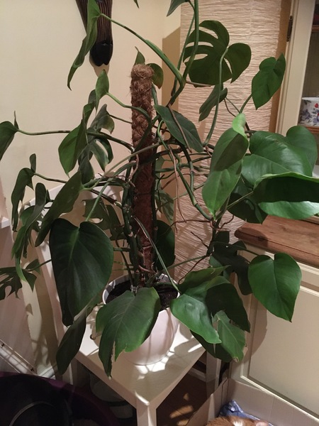 Thread for really fucking ugly houseplants