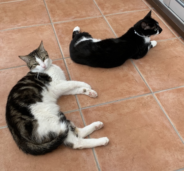 Pregnant cat