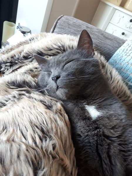 Show your cat photos
