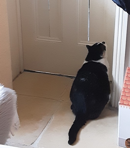 What's your DCat up to today? (Thread 7!)