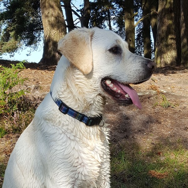 To want to show you my beautiful doggo