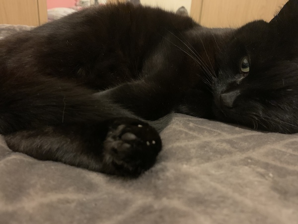 Please could you all post photos of your cats and dogs?