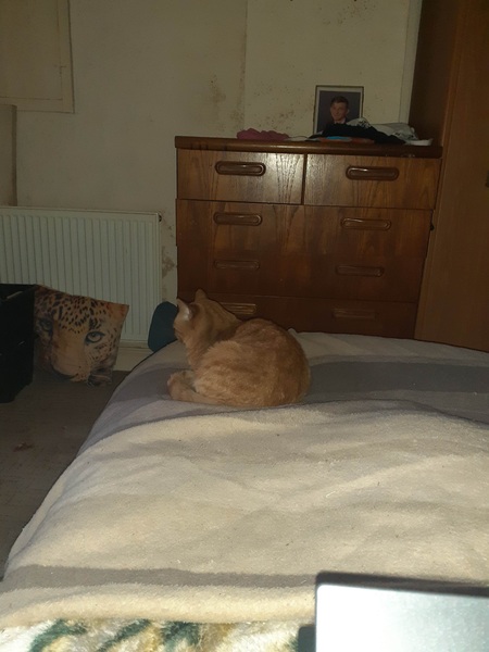 Please could you all post photos of your cats and dogs?