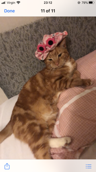 What is your cat called?