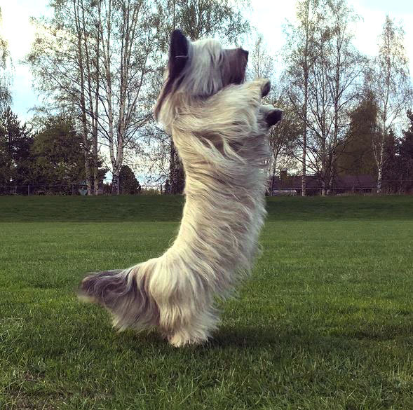 Photos of your dogs to cheer us all up!