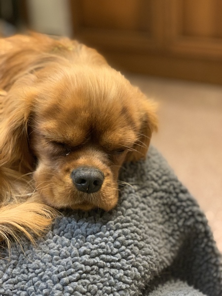 Photos of your dogs to cheer us all up!