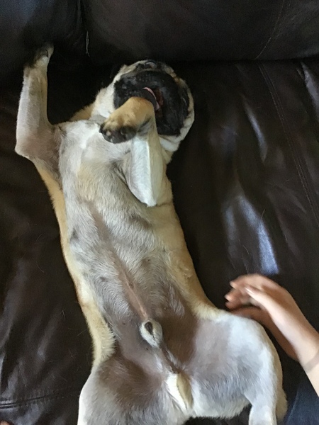 What's your dog called?