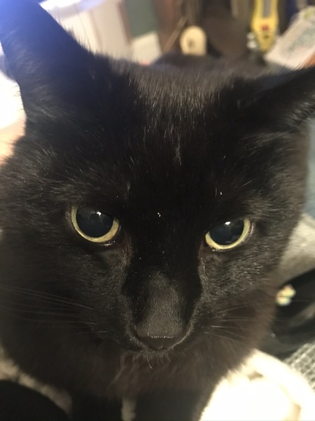 Why are kittens so expensive now?
