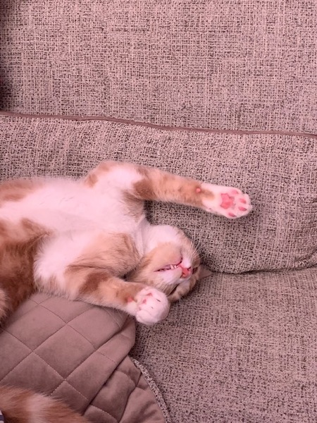 What are your pets up to today?