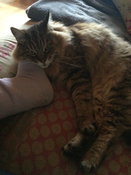 Probably my last night with my soul cat
