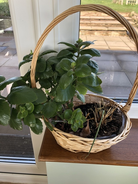 Thread for really fucking ugly houseplants