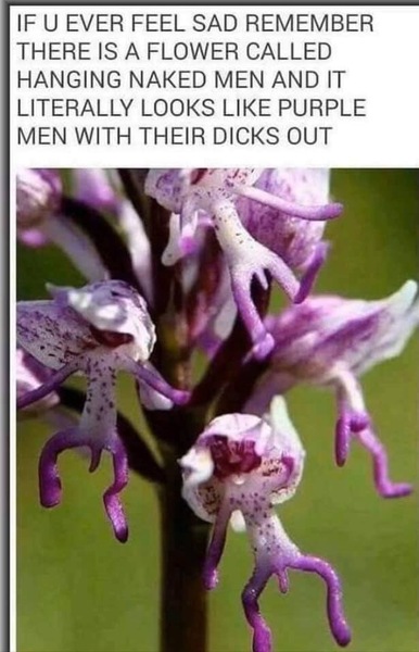 The hopefully amusing pics/memes thread