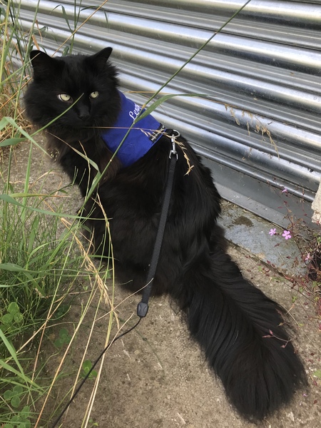 What is your cat called?