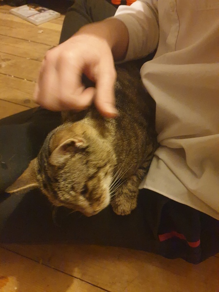 To think the vet/RSPCA are BU and what do i do now?