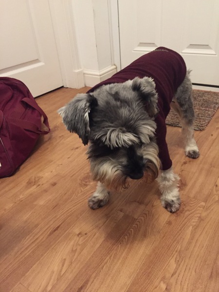 Photos of your dogs to cheer us all up!