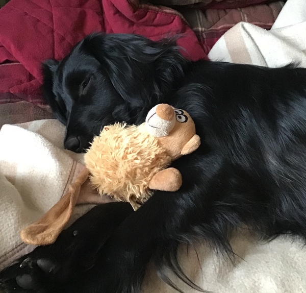 Photos of your dogs to cheer us all up!