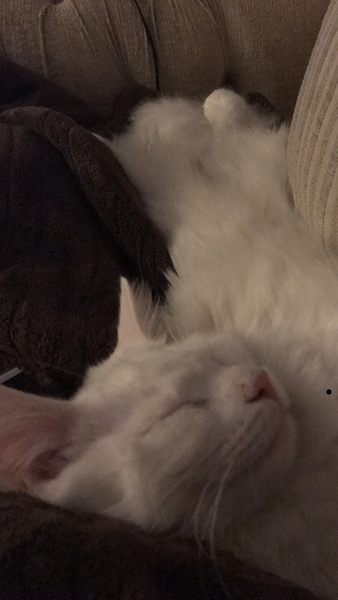 White cats - can I please see yours