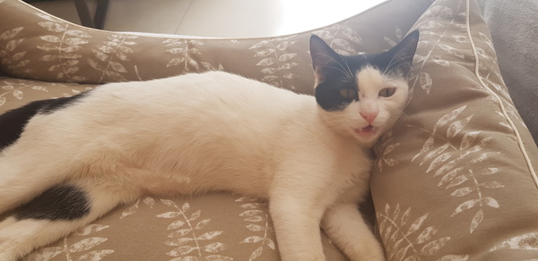 New rescue kitten very vocal!