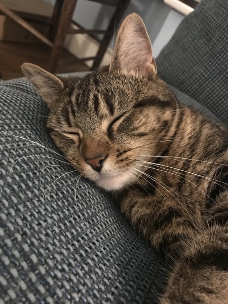 Please could you all post photos of your cats and dogs?