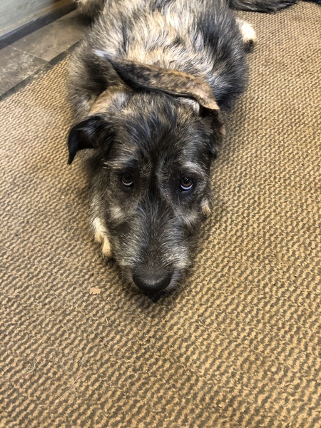 Kennel cough