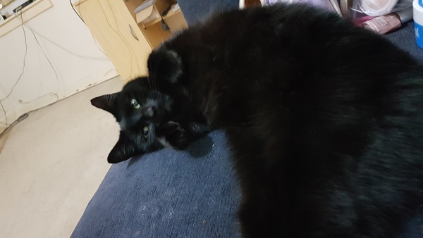 What is your cat called?
