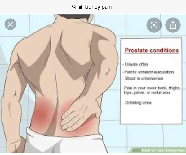 Kidneys / back pain / alcohol