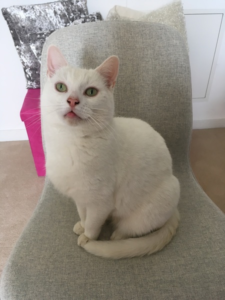 White cats - can I please see yours