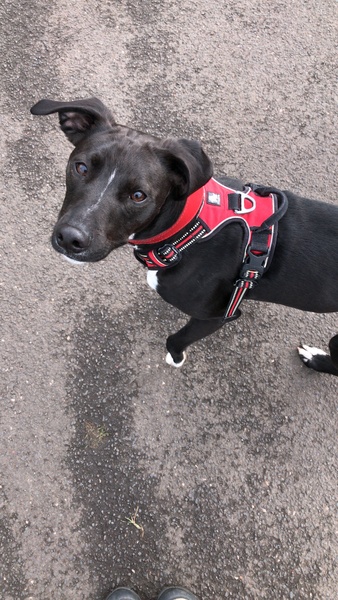 Photos of your dogs to cheer us all up!
