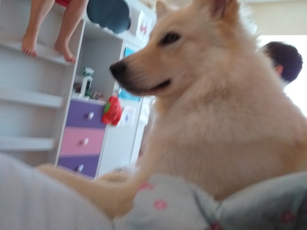 To want to show you my beautiful doggo