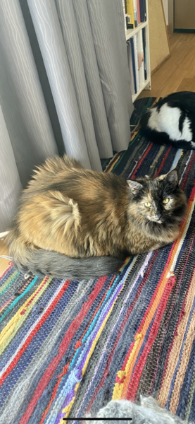 Can you help me name my new rescue?