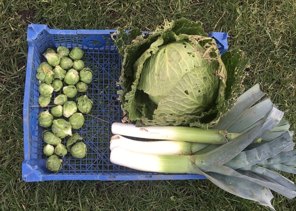 Allotment/Veg Patch Thread 15 - will winter ever end?