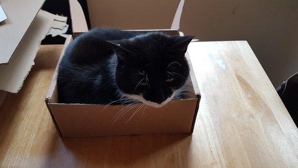 What is your cat called?