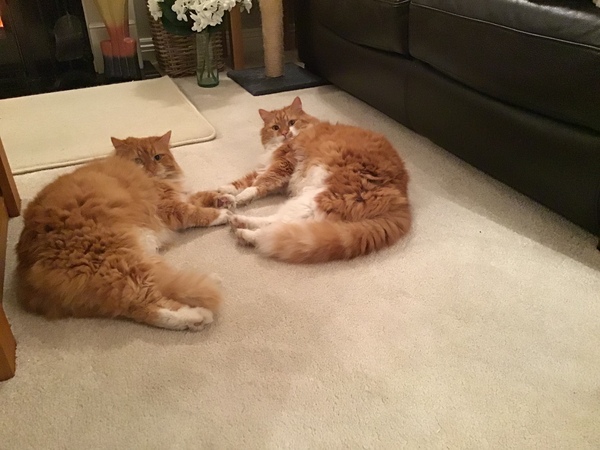 Just looking at these two make me feel better