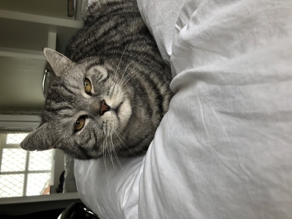 What to do with cat?