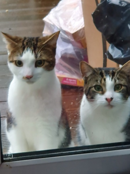 What is your cat called?