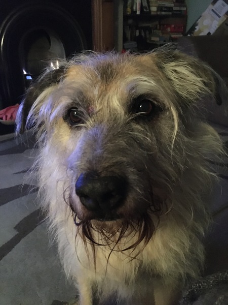 To want to show you my beautiful doggo