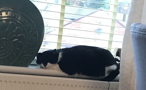 What are your pets up to today?