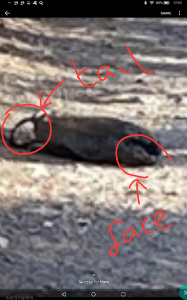 Can you tell me what is this ?animal