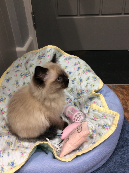 Please could you all post photos of your cats and dogs?