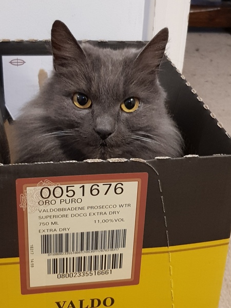 What's your DCat up to today? (Thread 7!)