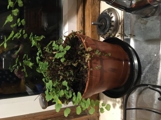 Thread for really fucking ugly houseplants