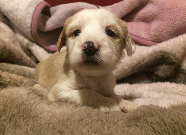 Picking up a puppy in 4 weeks?